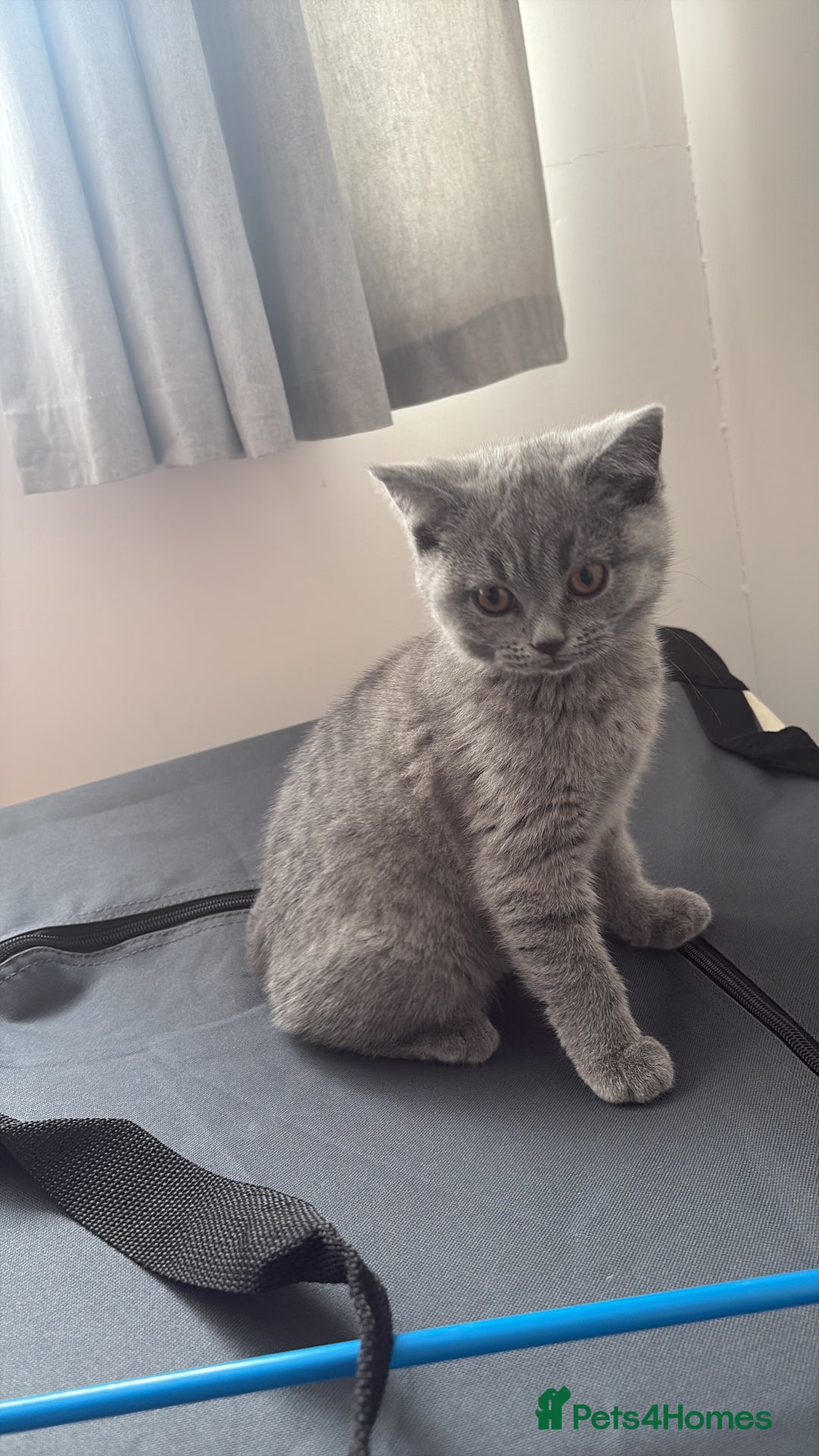 British Shorthair cats for sale: British shorthair LAST BLUE FEMALE - Advert 2
