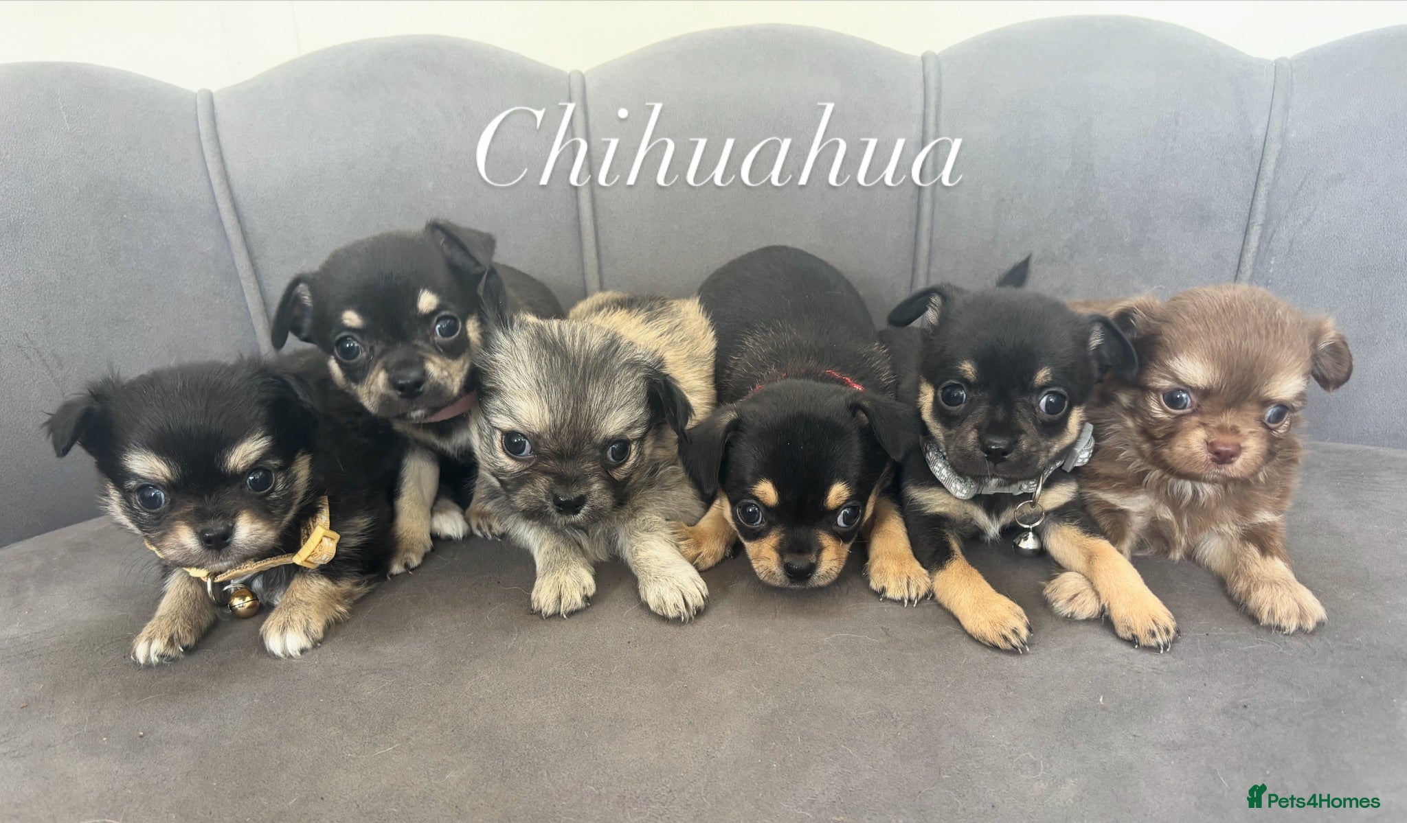 Chihuahua dogs KC Reg Chihuahua Pups - Advert 1