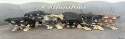 Chihuahua dogs for sale: KC Reg Chihuahua Pups - Advert 1