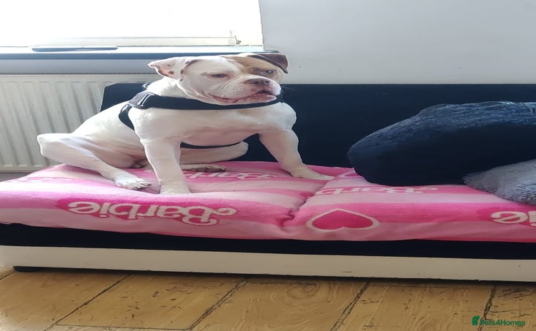 American Bulldog dogs - Advert 4