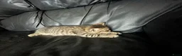 Mixed Breed cats for sale: Mum is Persian Cincilla  in Thornton Heath - Advert 4