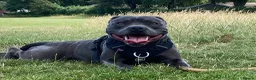 Staffordshire Bull Terrier dogs for stud: For stud in Chesterfield - Advert 4