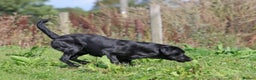 Labrador Retriever dogs for stud: Fully DNA Health tested Labrador stud dog in Alton - Advert 7