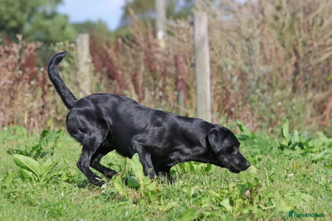 Labrador Retriever dogs for stud: Fully DNA Health tested Labrador stud dog in Alton - Advert 7