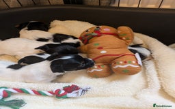 Biewer Terrier dogs for sale: Adorable Purebred Biewers  - Image 21