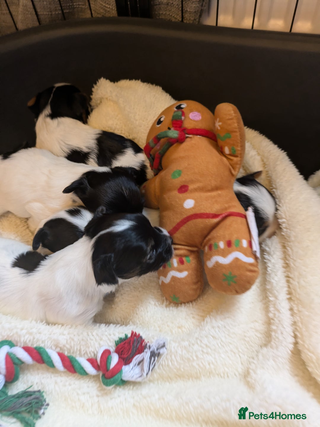 Biewer Terrier dogs for sale: Adorable Purebred Biewers  - Image 21