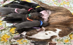 Staffordshire Bull Terrier dogs for sale: Beautiful puppies staffordshire bull terier 🥰 - Image 1