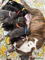 Staffordshire Bull Terrier dogs - Advert 9