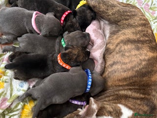 Staffordshire Bull Terrier dogs - Advert 3