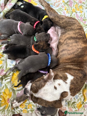 Staffordshire Bull Terrier dogs - Advert 1