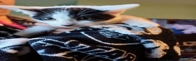 Mixed Breed Kitten 3