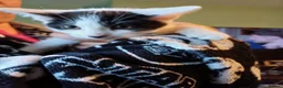 Mixed Breed cats for sale: Kittens for sale in London - Advert 3