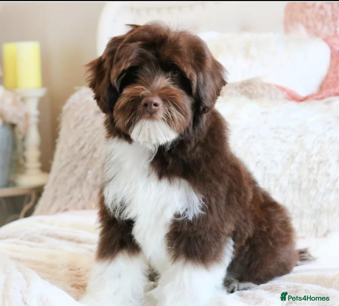 Mixed Breed dogs for sale: Miniature Multi-Gen Australian Labradoodle Puppies in South Molton - Advert 4