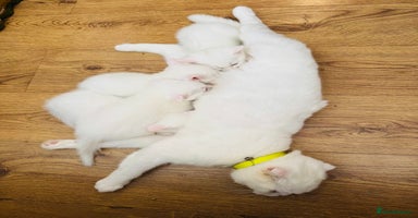 Scottish Fold cats - Advert 7