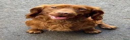 Cockapoo dogs for sale: Stunning Red F1 Cockapoo Puppies - Advert 17