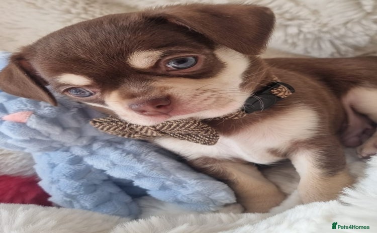 Chihuahua dogs - Advert 3