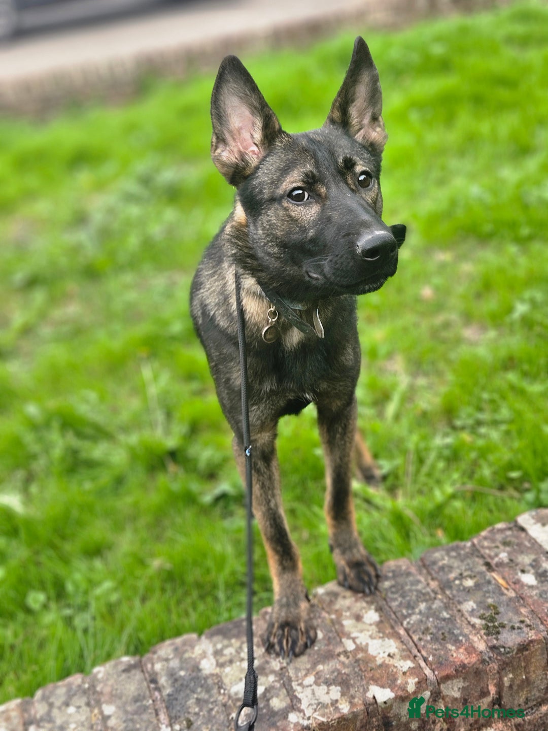 German Shepherd dogs for sale: Katie Potter - Image 2