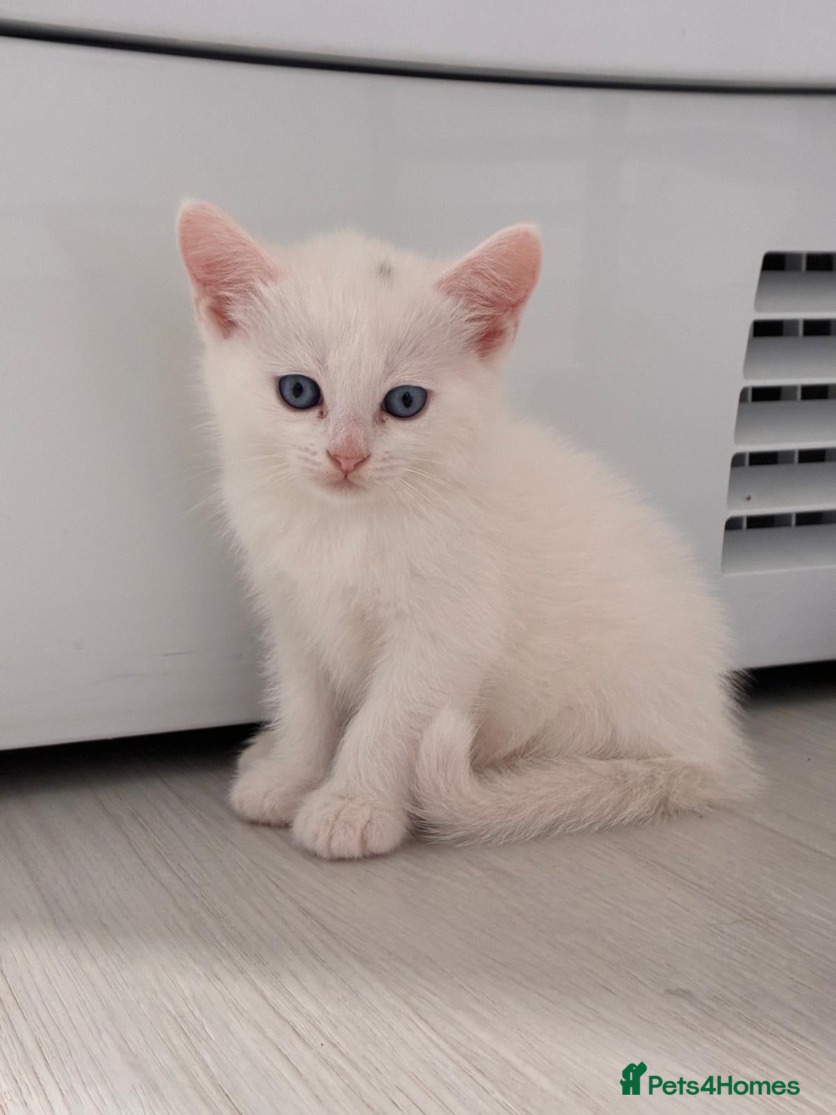 Munchkin cats Turkish Angora x Munchkin female, male & mum - Advert 3