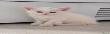 Munchkin x Turkish Angora 2 male