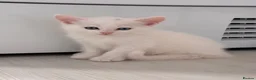 Munchkin cats for sale: Turkish Angora x Munchkin male and female  - Advert 38