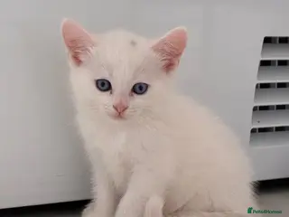 Munchkin cats Turkish Angora x Munchkin female, male & mum - Advert 3