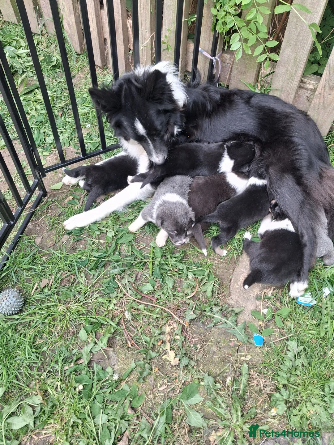 Border Collie dogs for sale: Border Collie Puppies  in Hexham - Advert 2