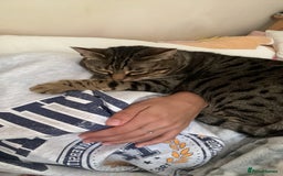 Mixed Breed cats for sale: Khaleesi, half bengal cat looking for a new home - Image 14