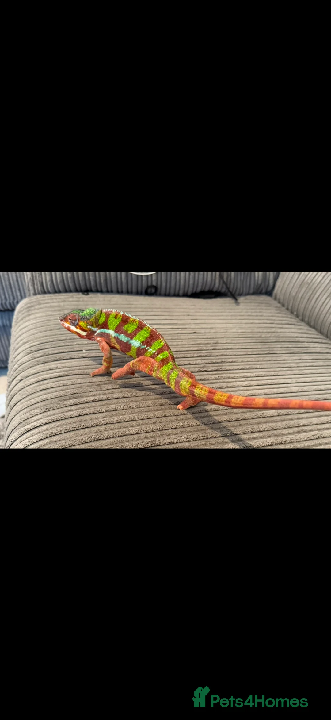 Chameleon reptiles for sale: Ambomile chameleon - Advert 1