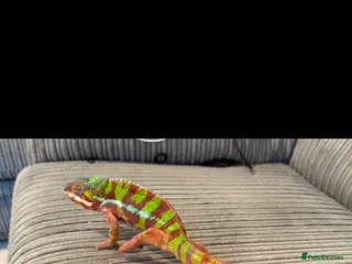 Chameleon reptiles Ambomile chameleon - Advert 1