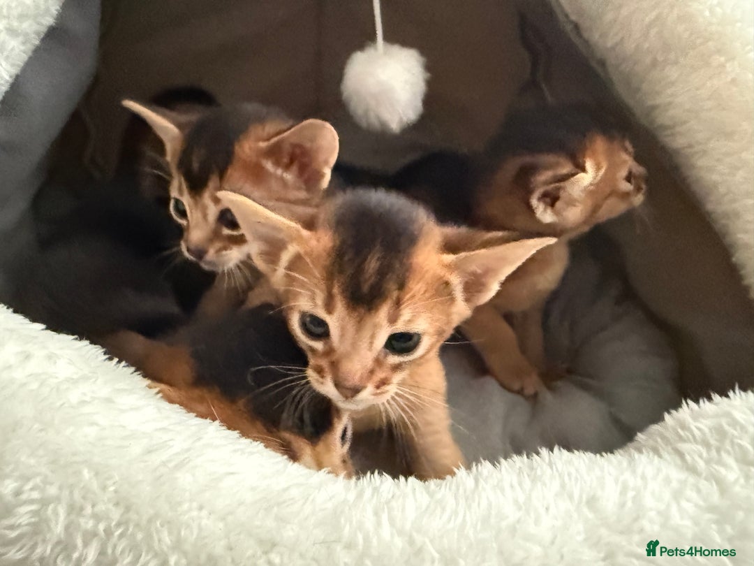 Abyssinian cats for sale: GCCF registered beautiful Abyssinian kittens  - Image 10