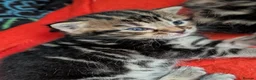 Mixed Breed cats for sale: Mixed Maine Coon Kittens  - Advert 24