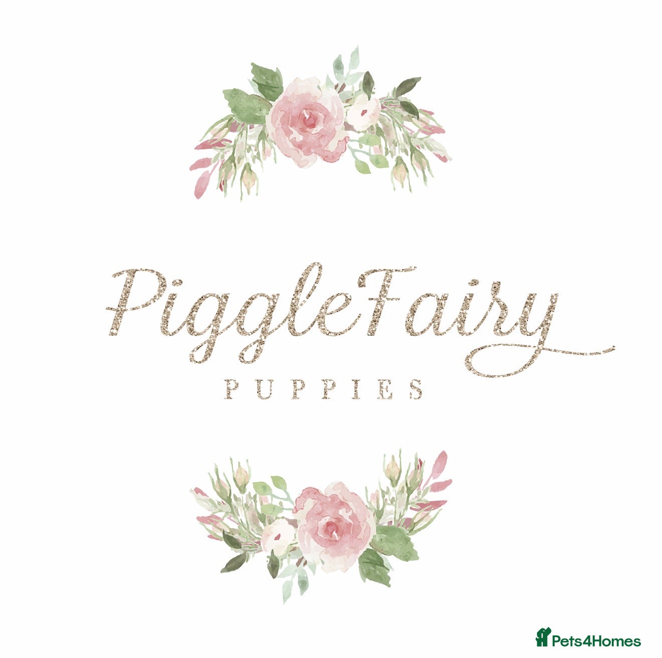 Miniature Dachshund dogs Miniature Dachshund Puppies - Advert 2