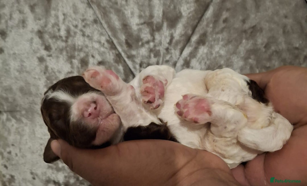 Standard Poodle dogs for sale: Beautiful KC registered parti tris - Advert 9