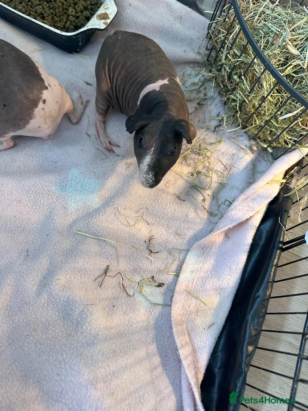 Guinea Pig rodents for sale: 2x female skinny pigs for sale in Thetford - Advert 4