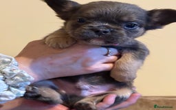 French Bulldog dogs for sale: Kc reg Fluffy Frenchies Ready Now  - Image 8