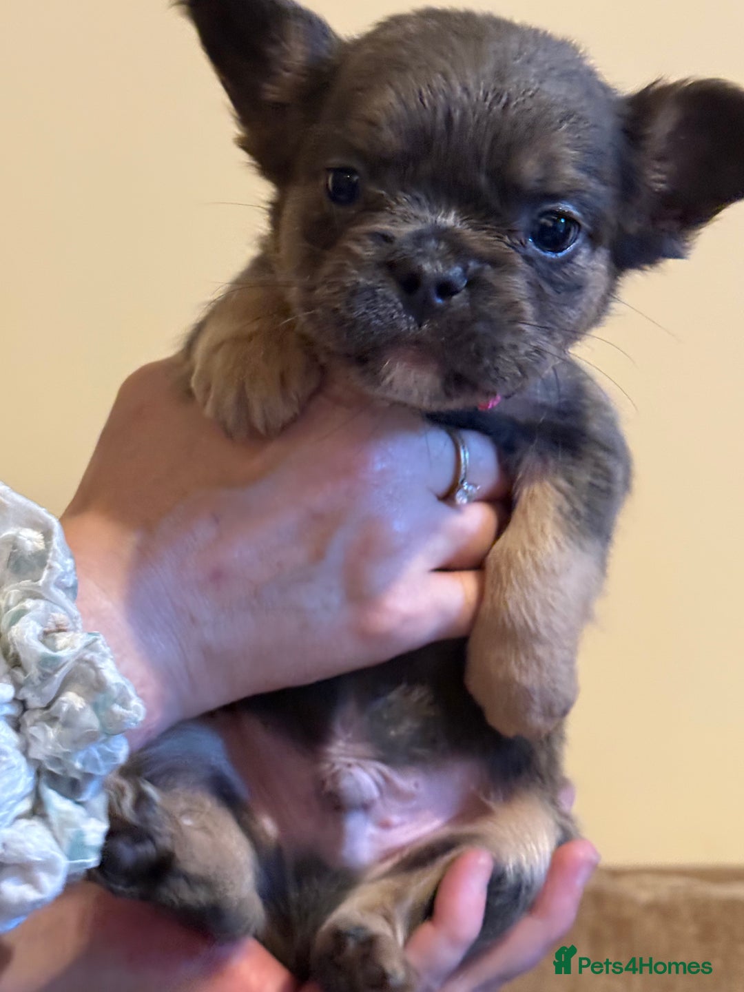 French Bulldog dogs for sale: Kc reg Fluffy Frenchies Ready Now  - Image 8