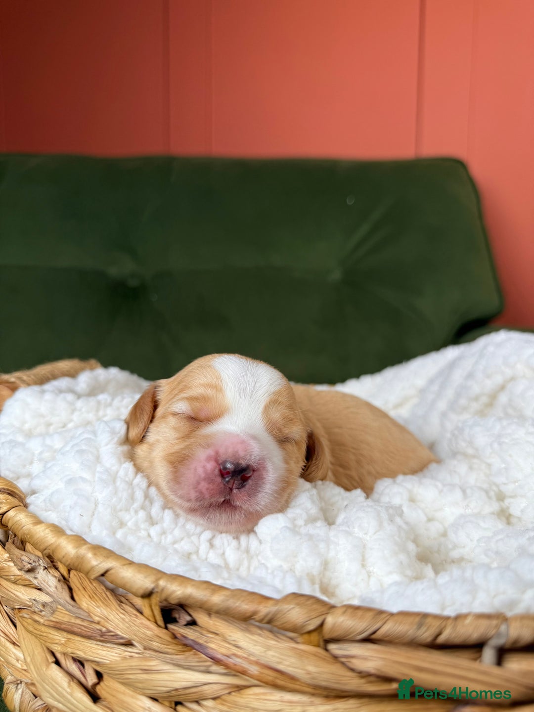 Australian Labradoodle dogs for sale: Multigen Australian Labradoodle Puppies Available! - Advert 6