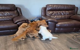 Cockapoo dogs for sale: Adorable Cockapoo pups 🦴🐾 - Image 35