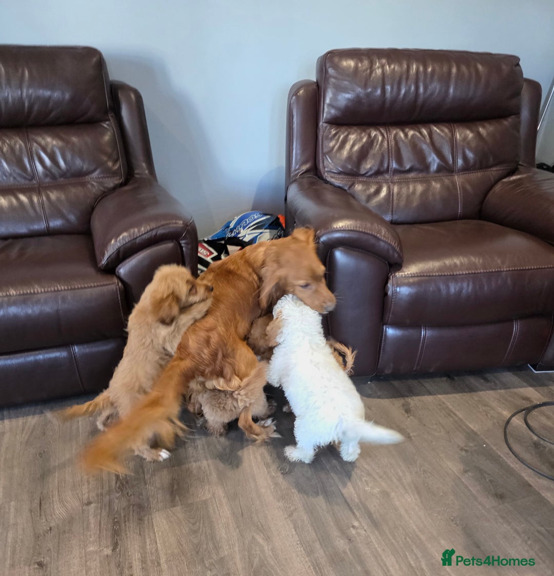 Cockapoo dogs for sale: Adorable Cockapoo pups 🦴🐾 - Image 35