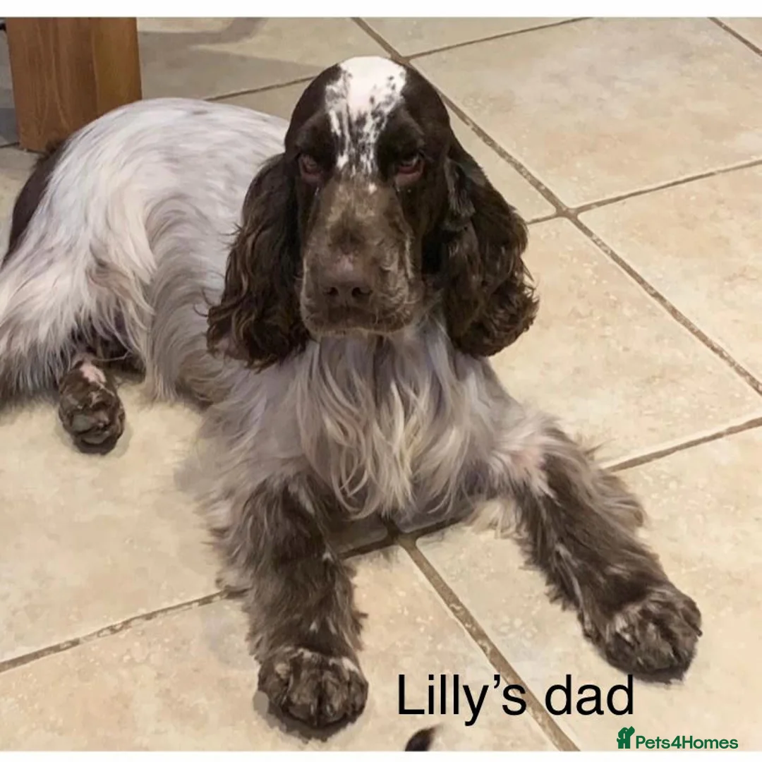 Cocker Spaniel dogs for sale: Show cockers born  - Advert 2