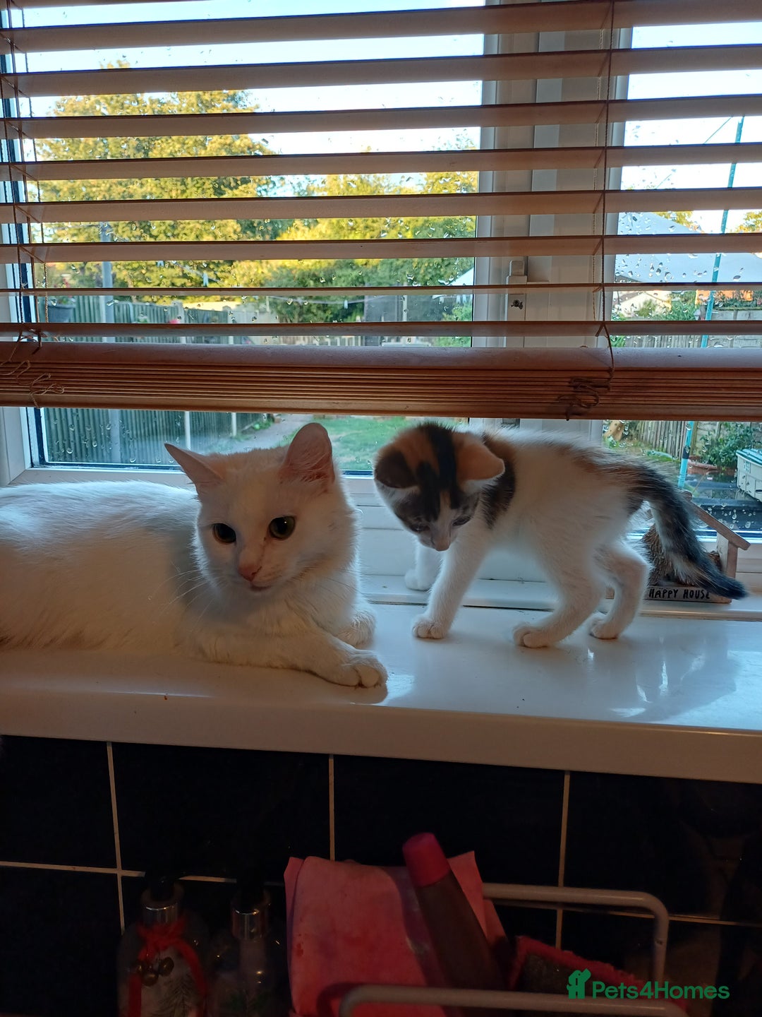 Domestic Shorthair cats for sale: Female domestic short haired kitten - Image 4