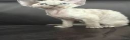 Devon Rex cats for sale: ❤️Devon rex kittens available 😻 - Advert 3