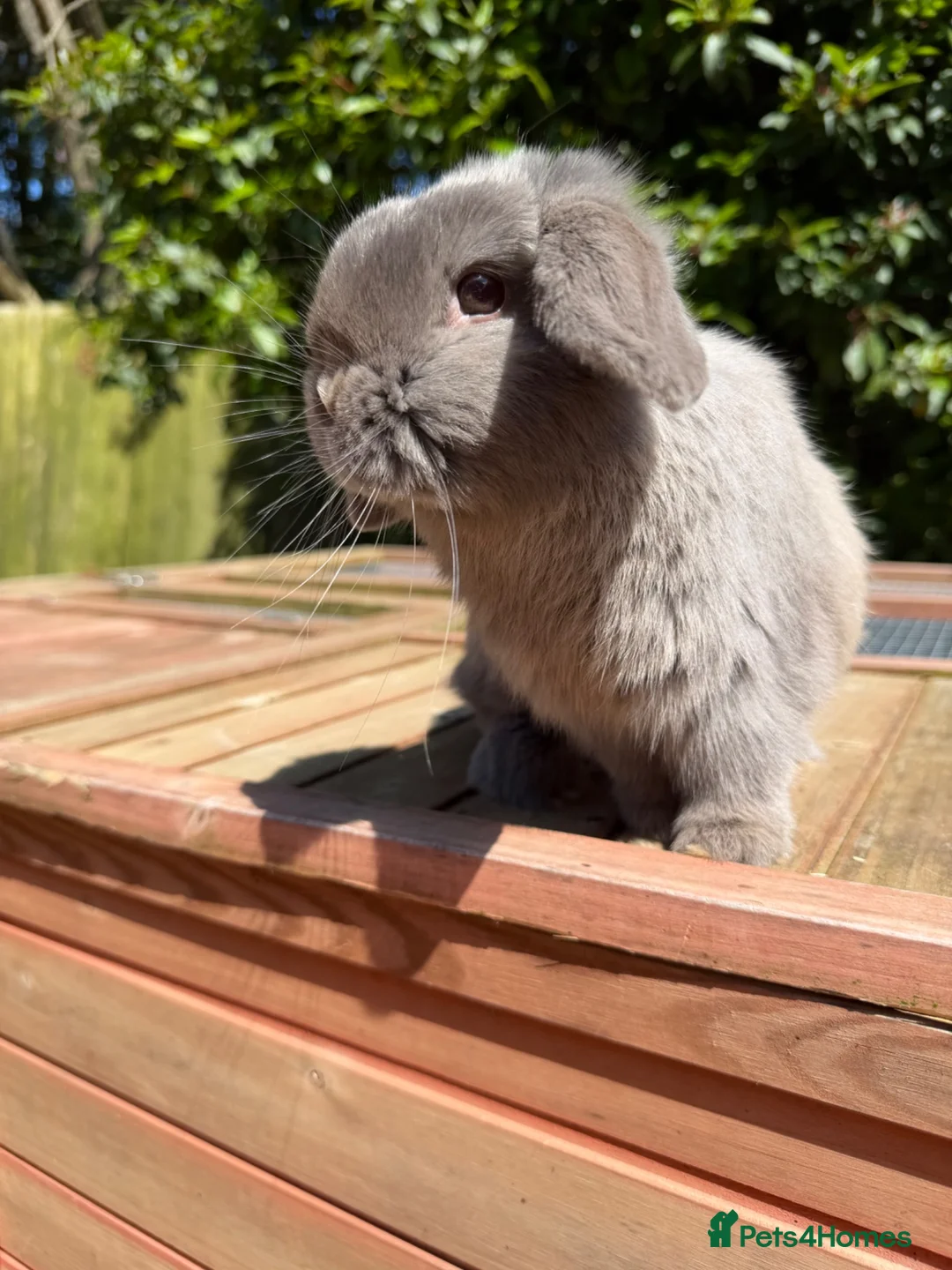 Mini Lop rabbits for sale: Smoke pearl doe available  - Advert 8