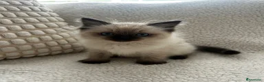 Ragdoll 1