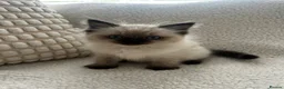Ragdoll cats for sale: Kittens for sale  - Advert 4