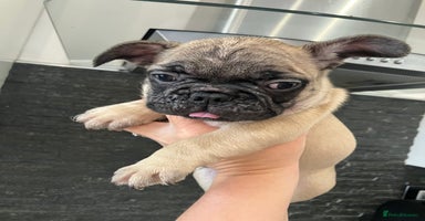 French Bulldog dogs - Advert 1