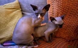 Sphynx cats for sale: Ripley & Nova sphynx sisters ready for a new home - Image 10