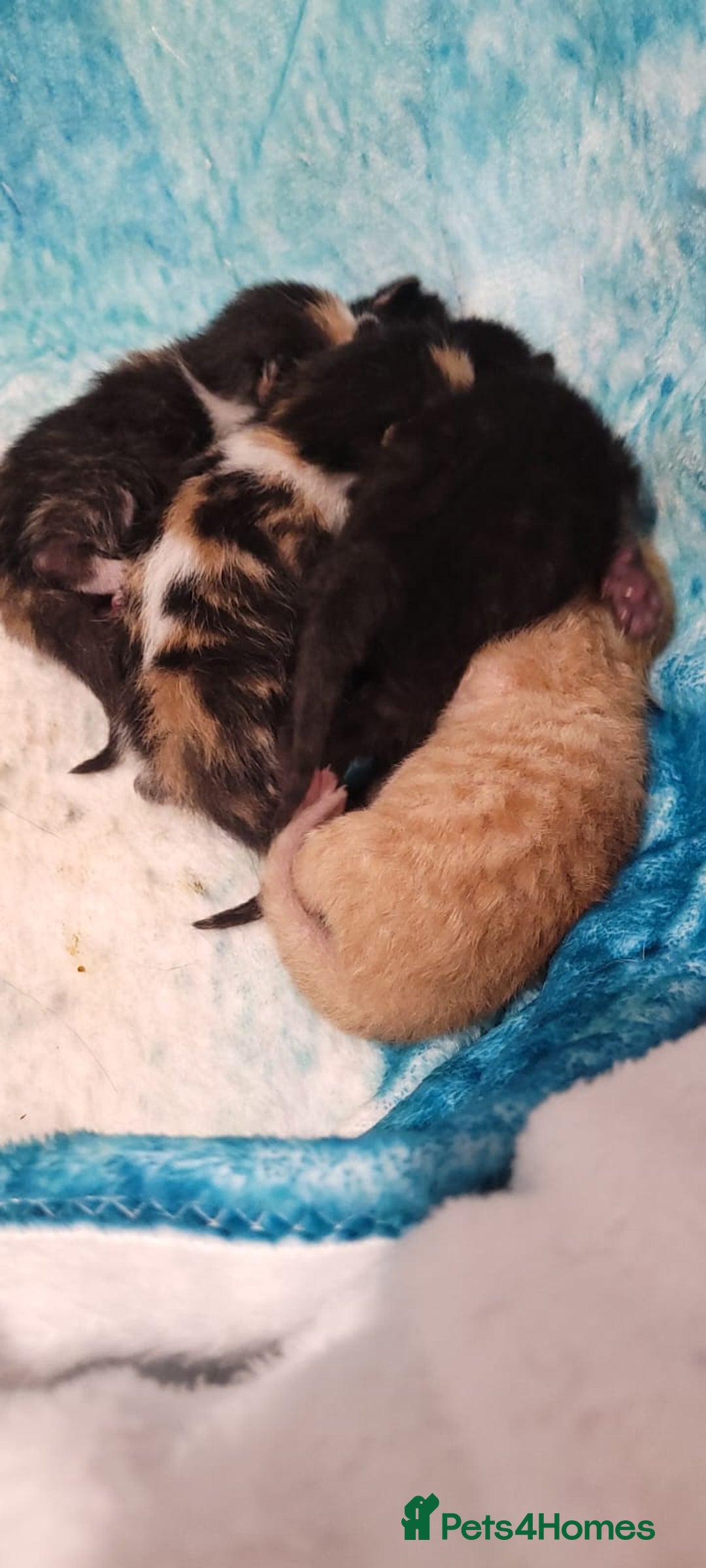 Mixed Breed cats for sale: Beautiful kittens needing loving homes - Image 8