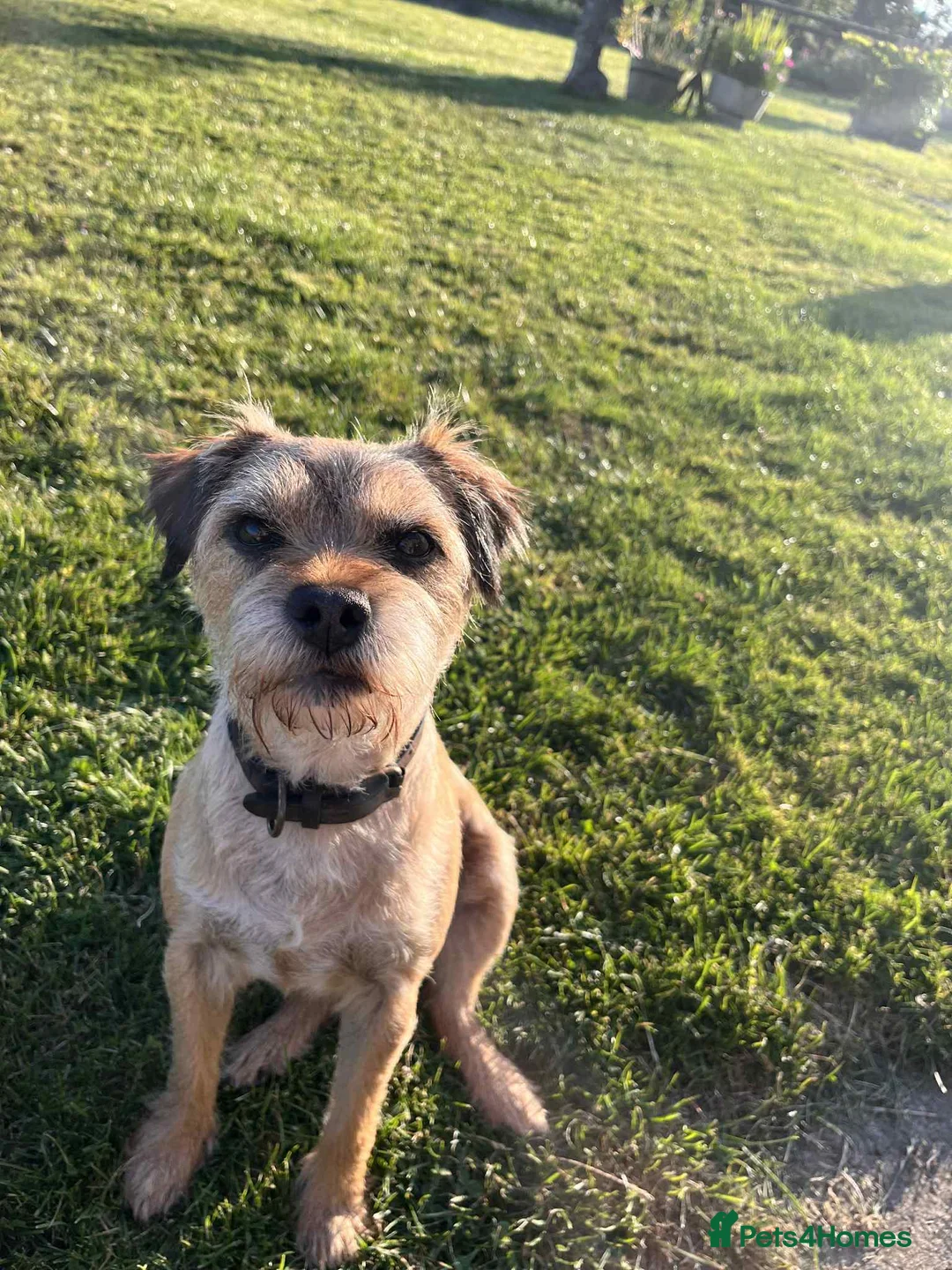 Border Terrier dogs for sale: 7 gorgeous Border Terrier puppies!!  - Advert 2