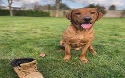 Labrador Retriever dogs for sale: Male fox red Labrador  - Image 1